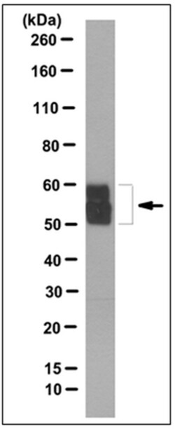 MilliporeSigma Tyrosine Hydroxylase, Mouse, Unlabeled, Clone: 10F8.2, 100&mu;L;